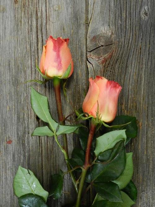 CARPE DIEM  PEACH  ROSES